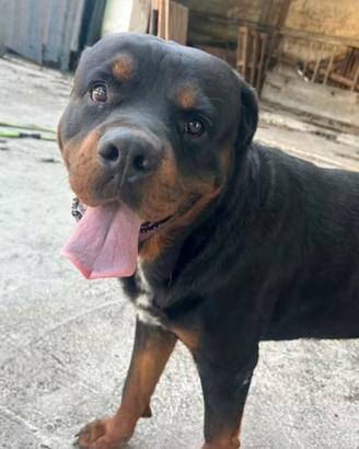 Cucciolo di ROTTWEILER