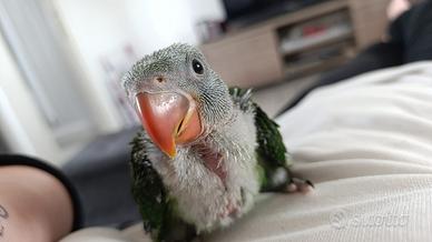 Baby pulli grande alessandrino pappagallo imbecco