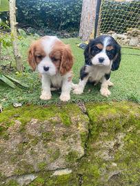 Cavalier King cuccioli