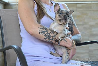 Bulldog francese