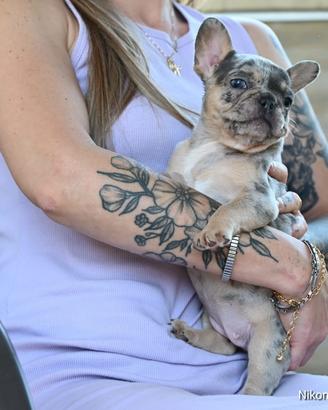 Bulldog francese