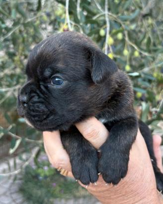 Boxer cuccioli