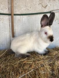 Conigli californiani