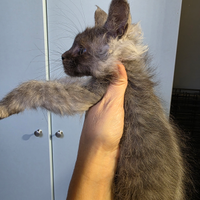 Maine coon