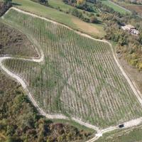 Savignano sul Panaro - VIGNETO DOC E BOSCO
