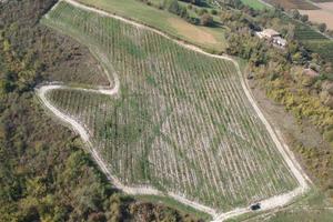 Savignano sul Panaro - VIGNETO DOC E BOSCO