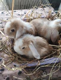 Coniglietti ariete nani miniloop