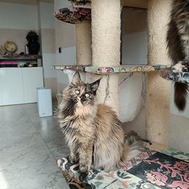 Cuccioli Maine Coon