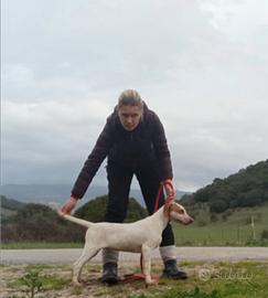 2 cuccioloni istriani 5 mesi