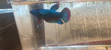Betta HMPK