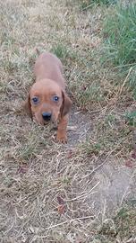 Cucciolo di bassotto fulvo
