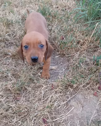 Cucciolo di bassotto fulvo