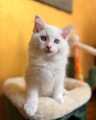 Cuccioli RAGDOLL