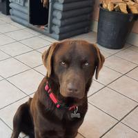 Labrador chocolate maschio per accoppiamento