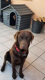 Labrador chocolate maschio per accoppiamento