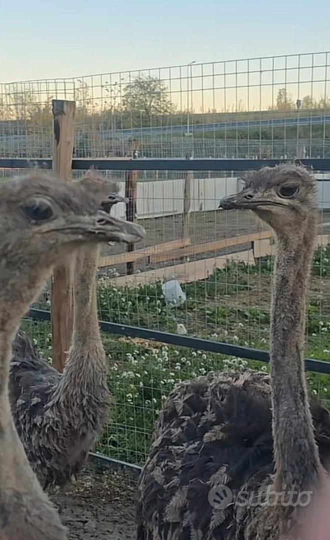 Struzzi - Animali In vendita a Teramo