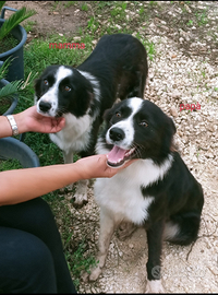 Border collie