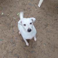 Parson rassell terrier