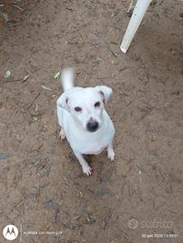 Parson rassell terrier