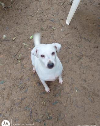 Parson rassell terrier