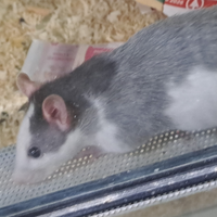 Ratti