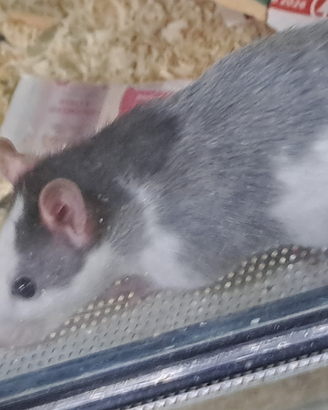 Ratti