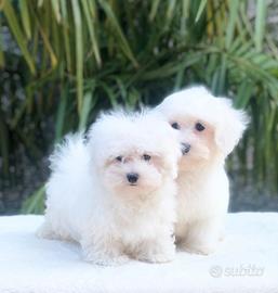 Cuccioli di maltese