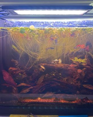 Fish sitter