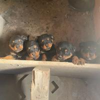 Cuccioli Rottweiler