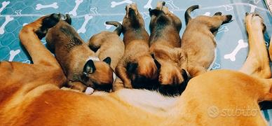 CUCCIOLI DI BOXER CON PEDIGREE' GEN.CERT.