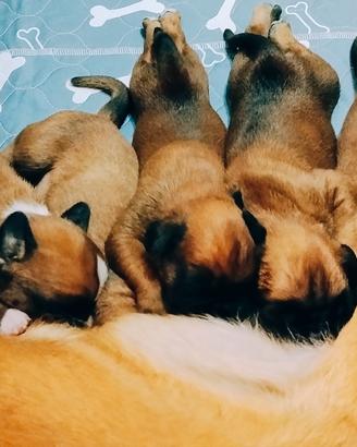 CUCCIOLI DI BOXER CON PEDIGREE' GEN.CERT.