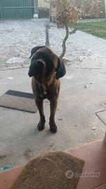 Cane corso