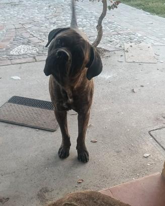 Cane corso
