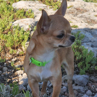 Chihuahua originale disponibile x monta
