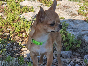 Chihuahua originale disponibile x monta