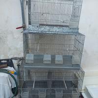 Disponibili gabbie in blocco o singole