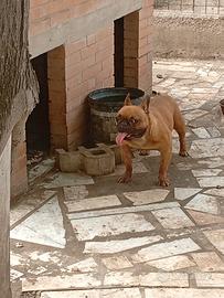 Stallone dog francese