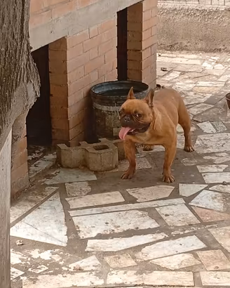 Stallone dog francese
