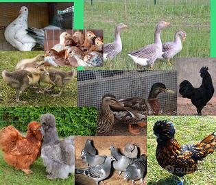 Animali da cortile(galline, anatre, oche,)