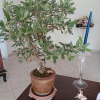 Bonsai ulivo 