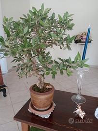 Bonsai ulivo 