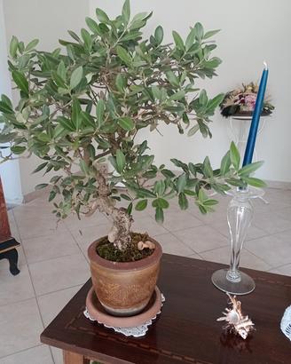 Bonsai ulivo 