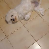 Maltese