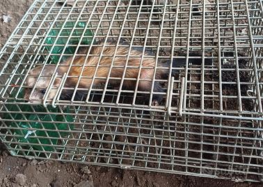 Furetta femmina 3 mesi euro 100,00