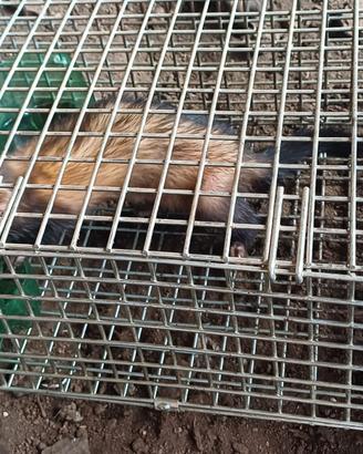 Furetta femmina 3 mesi euro 100,00