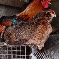 Galline razza araucana coppia uova verdi