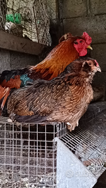 Galline razza araucana coppia uova verdi
