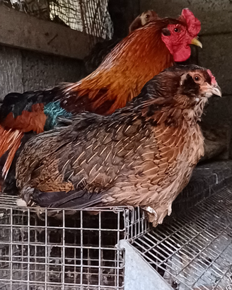 Galline razza araucana coppia uova verdi