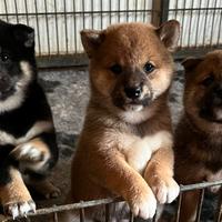 Shiba inu cuccioli