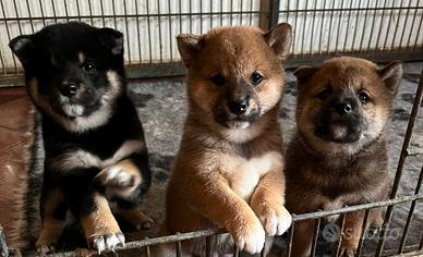 Shiba inu cuccioli